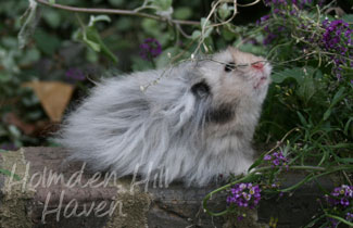 Gunner- Dark Grey Umbrous Longhaired Male Syrian Hamster